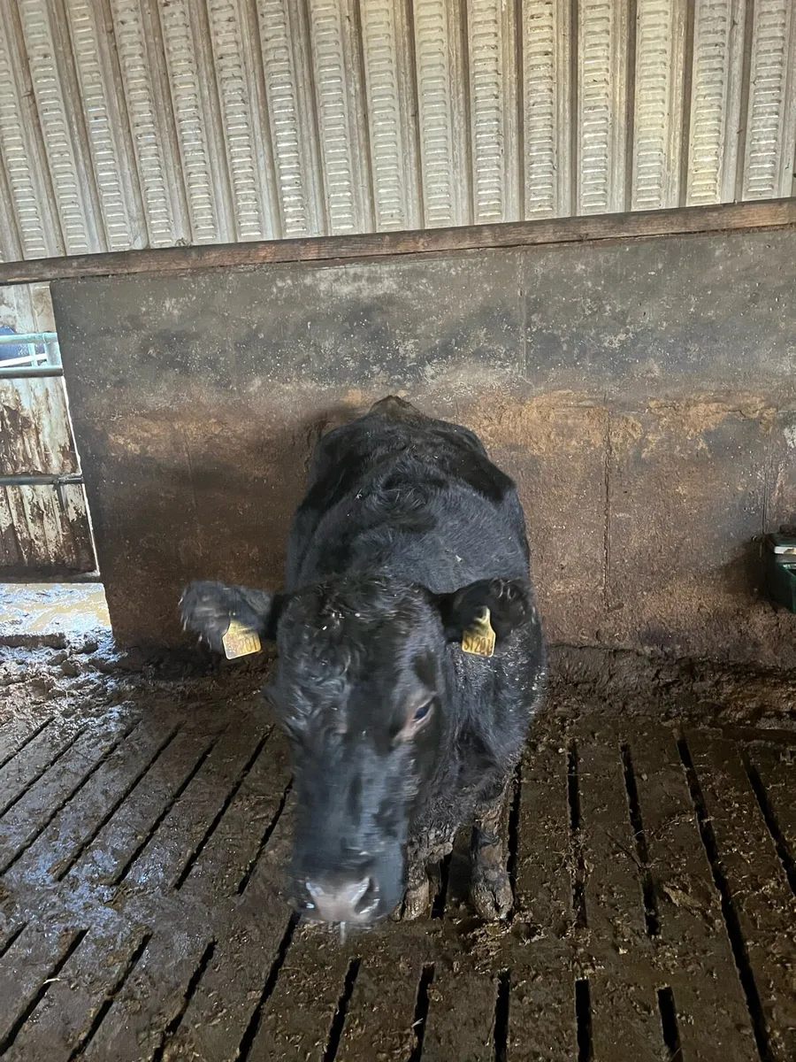 Pbr Angus Cow in calf to male sex semen - Image 2