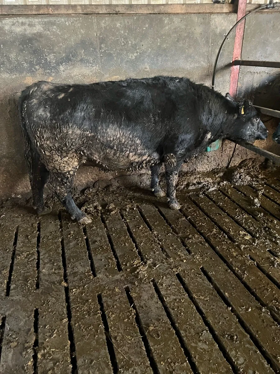 Pbr Angus Cow in calf to male sex semen - Image 3