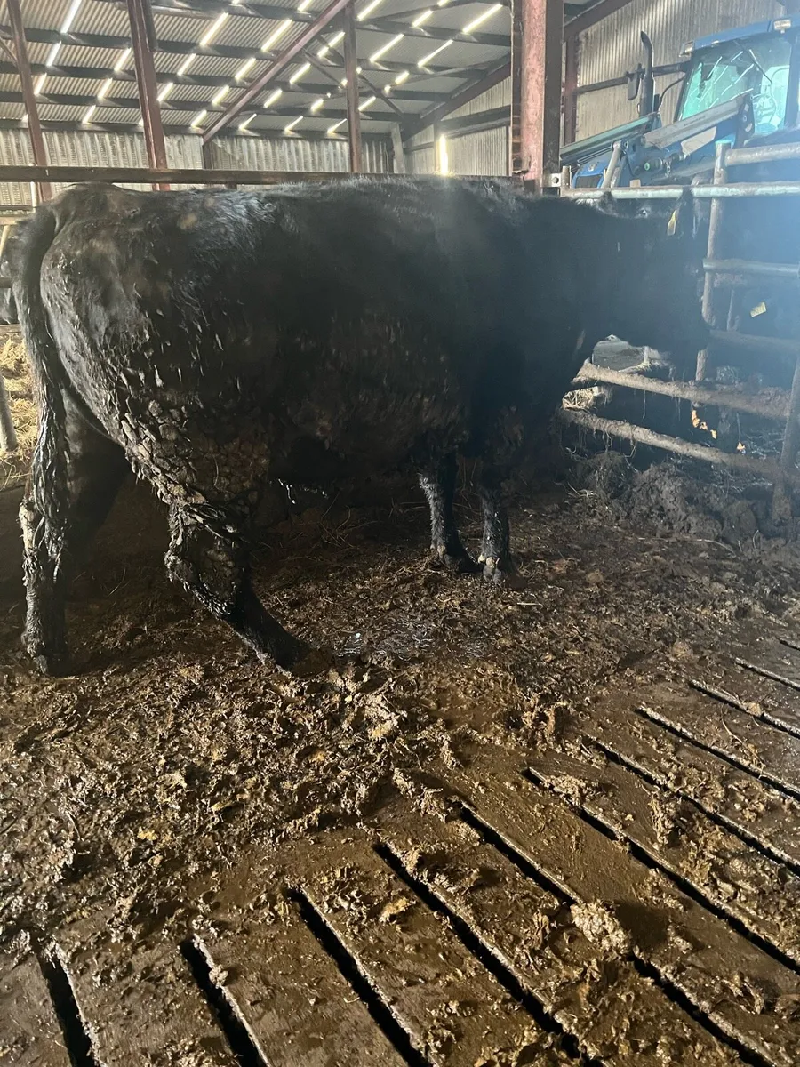 Pbr Angus Cow in calf to male sex semen - Image 4