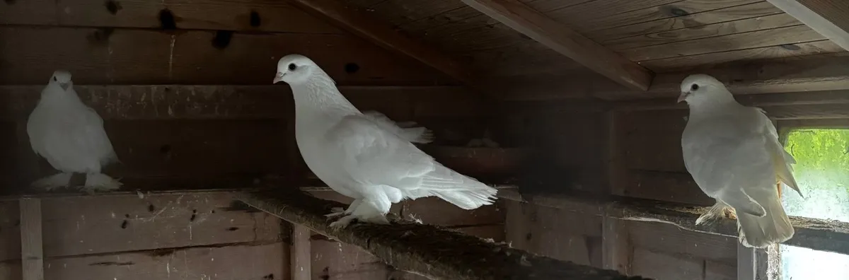 Dutch Tumblers - Image 3