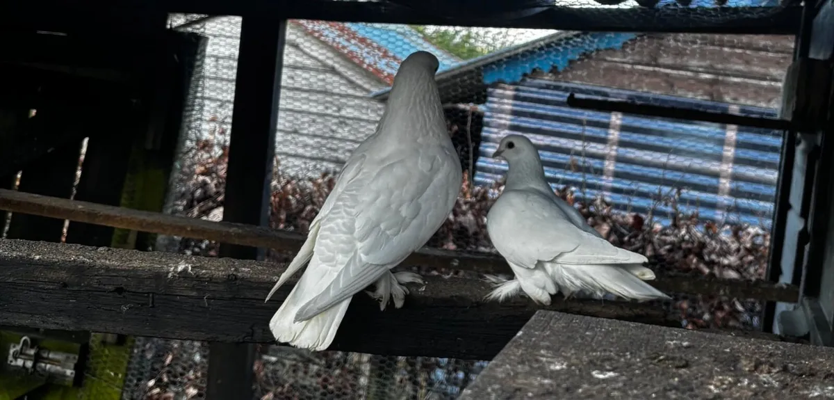 Dutch Tumblers - Image 2