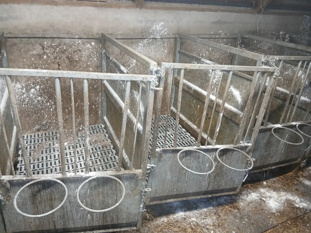 Calf Pens - Image 3