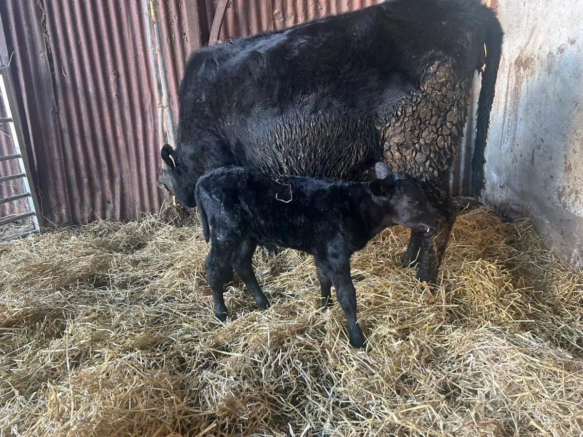 5* Calved Heifer - Image 3