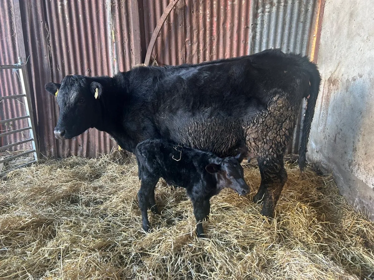 5* Calved Heifer - Image 2