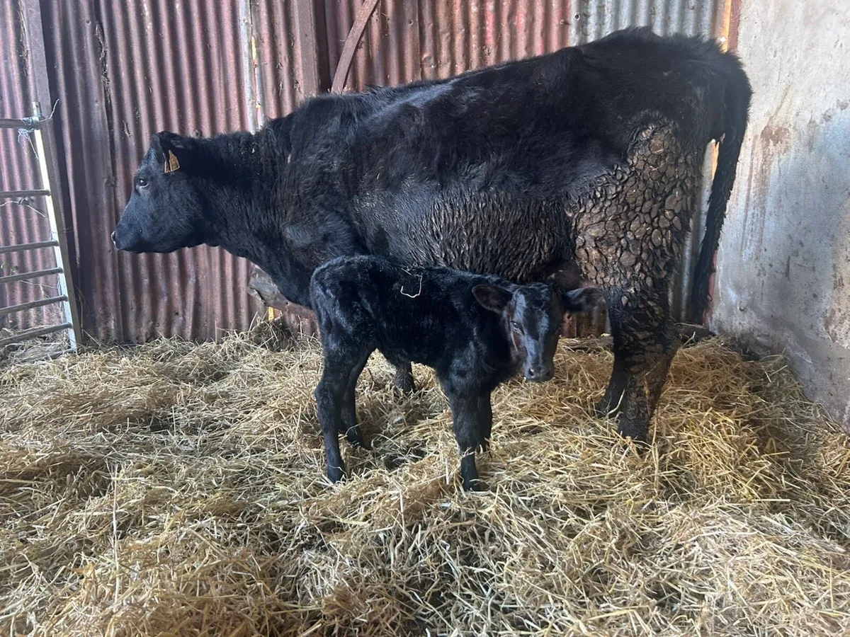 5* Calved Heifer - Image 4