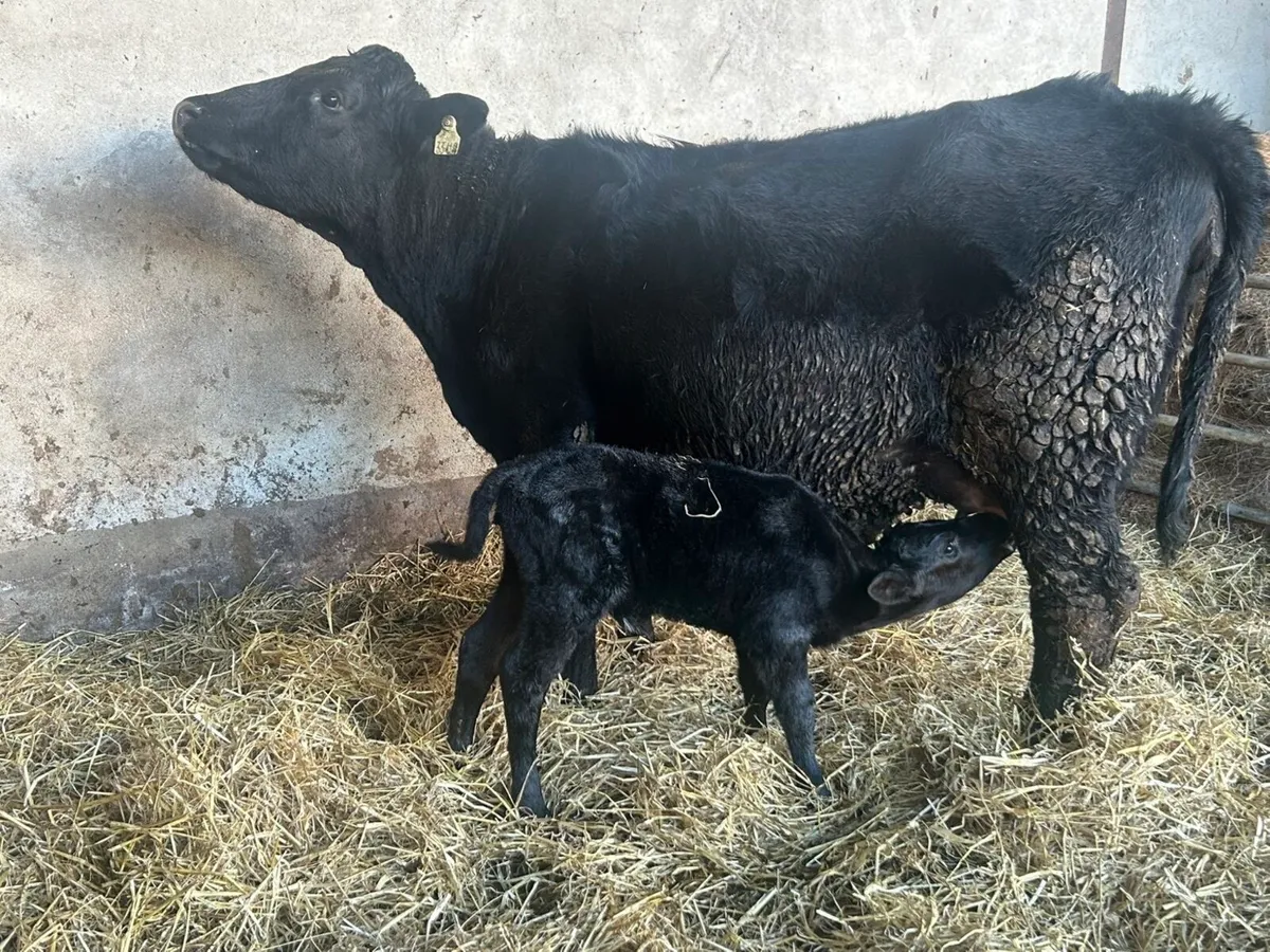 5* Calved Heifer - Image 1
