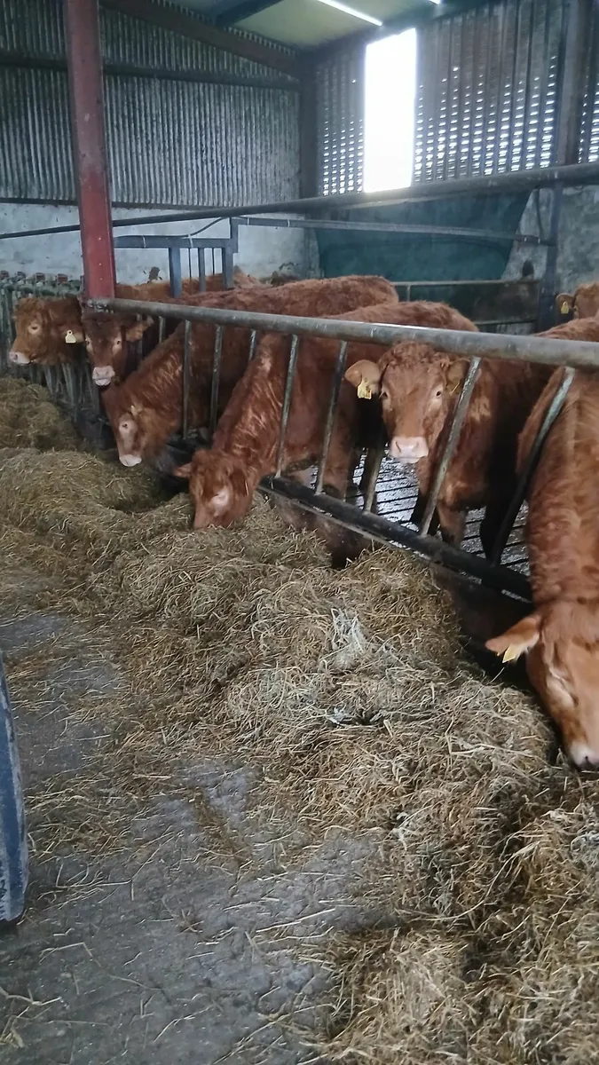 Limousin Heifers