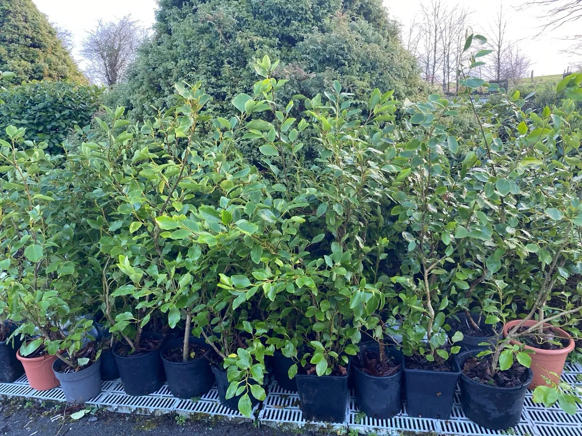 Large Griselinia Plants. 48 inch