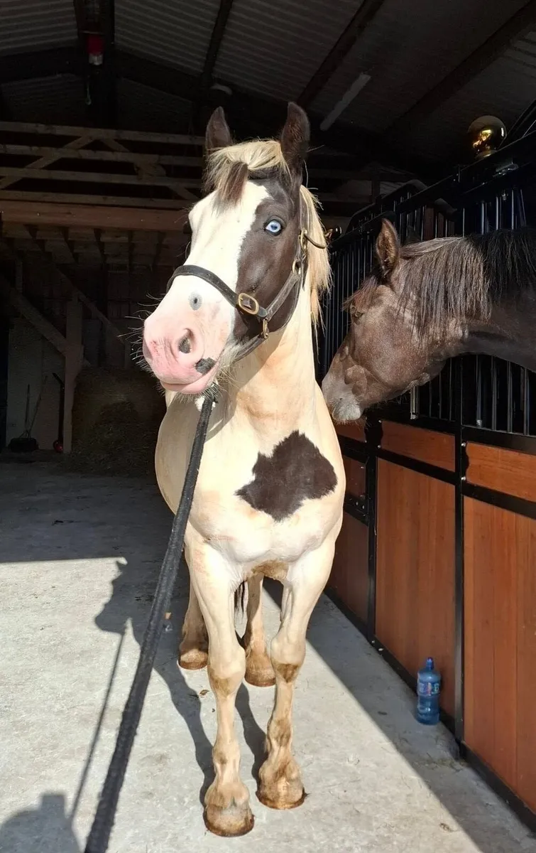 ⭐️Thomas ⭐️ 14.3 cob x draught - Image 1