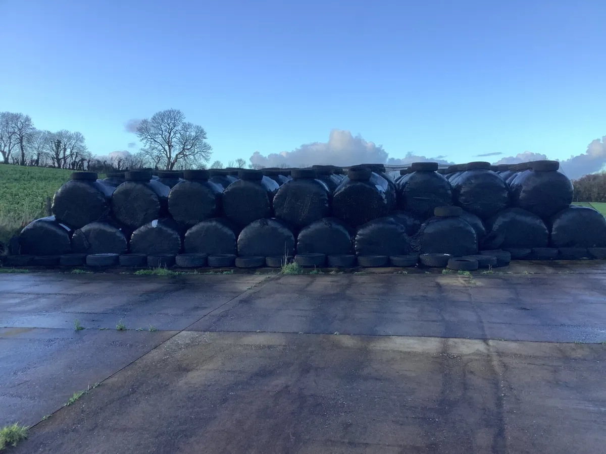 Silage bales - Image 2