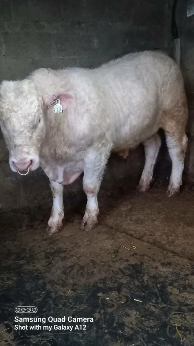 5 star charolais bull - Image 2