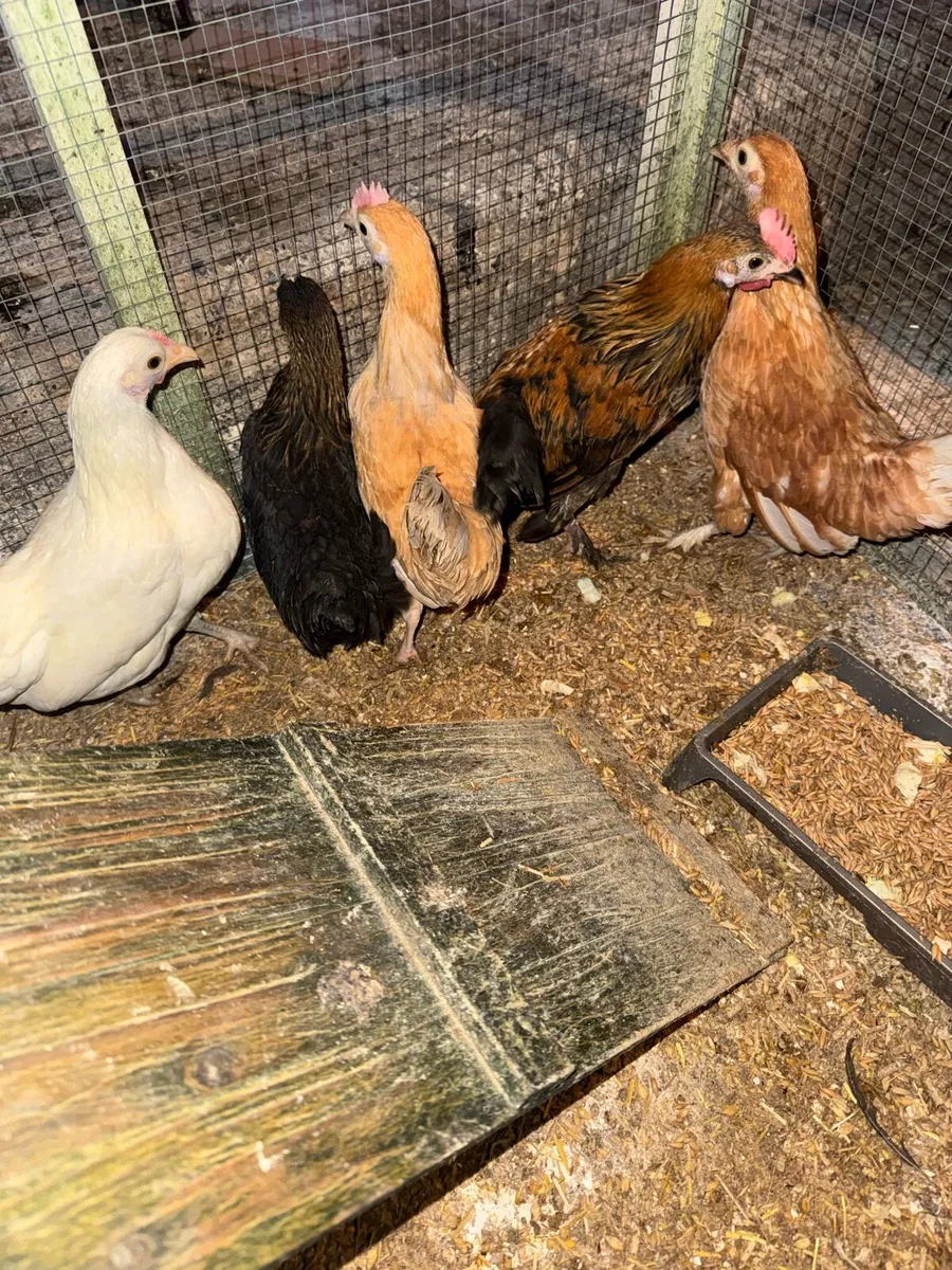 Bantam pullets and roosters - Image 2