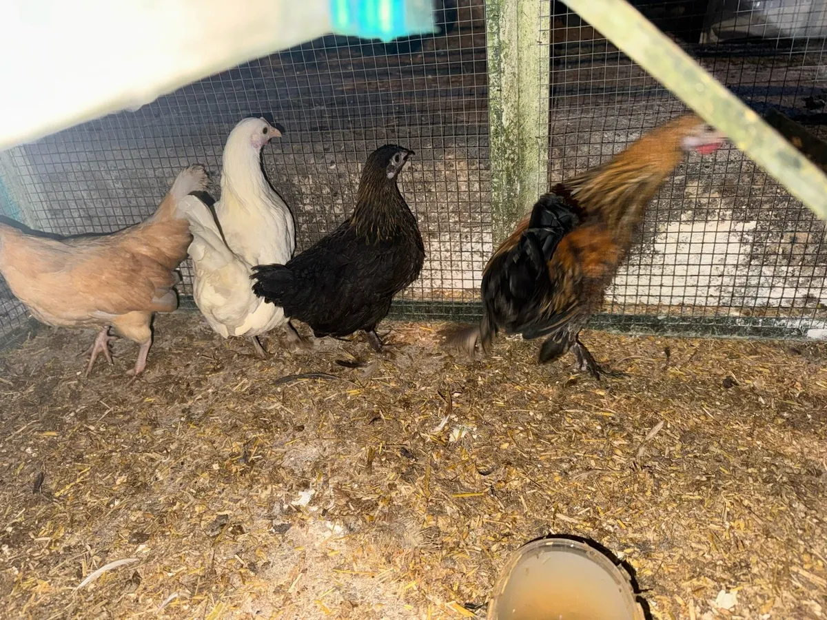 Bantam pullets and roosters - Image 4