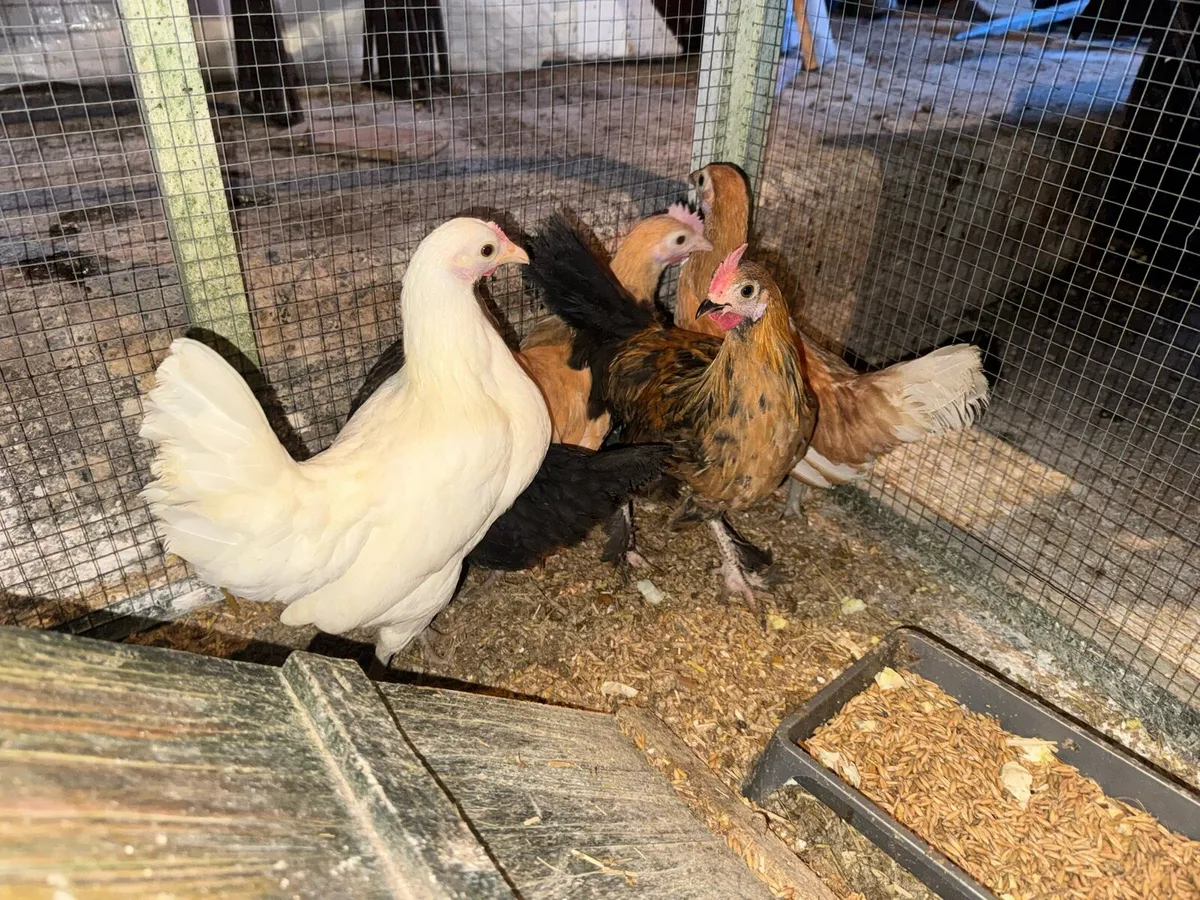 Bantam pullets and roosters - Image 1
