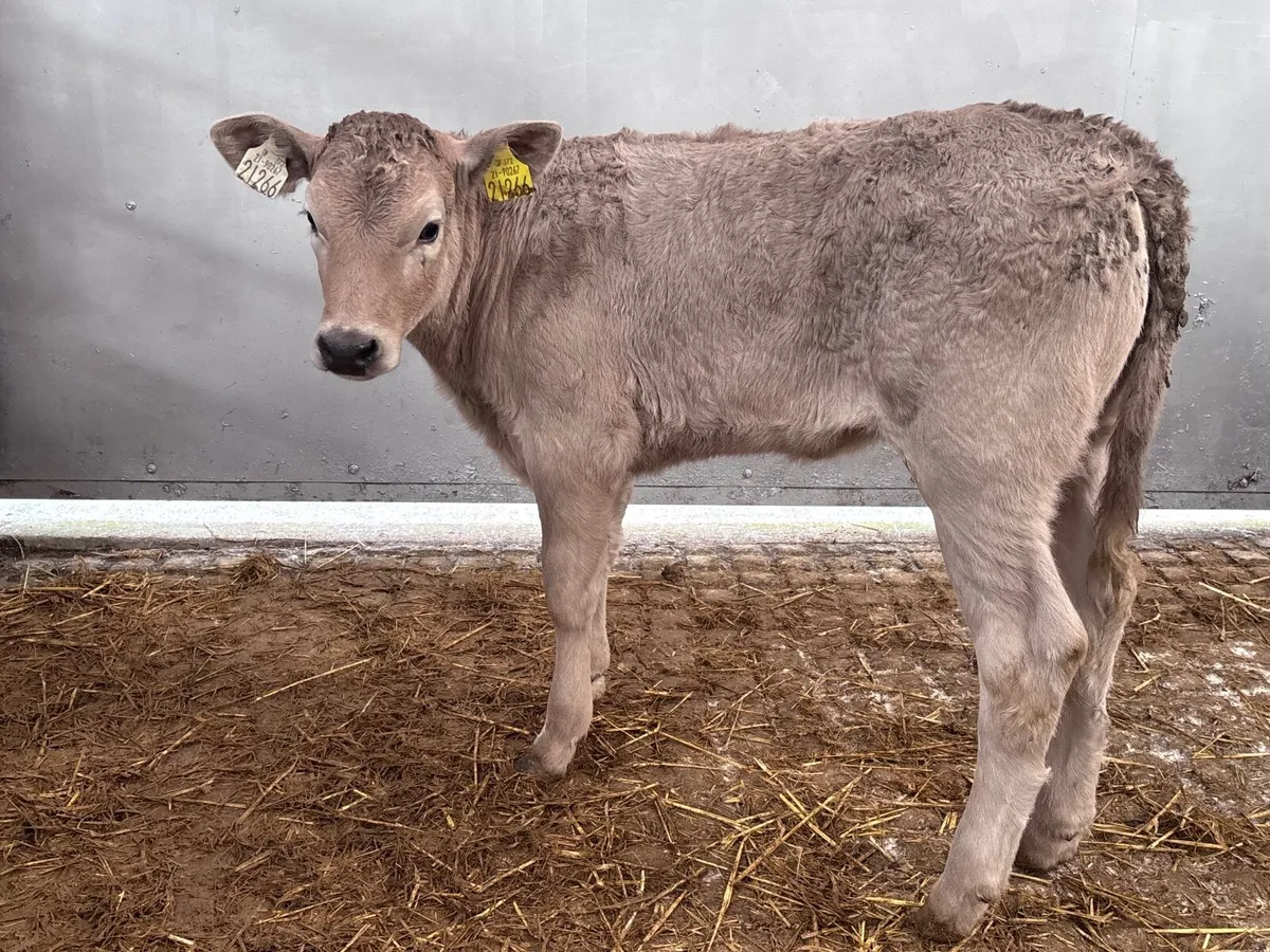 2 super top quality heifer calves for sale - Image 1