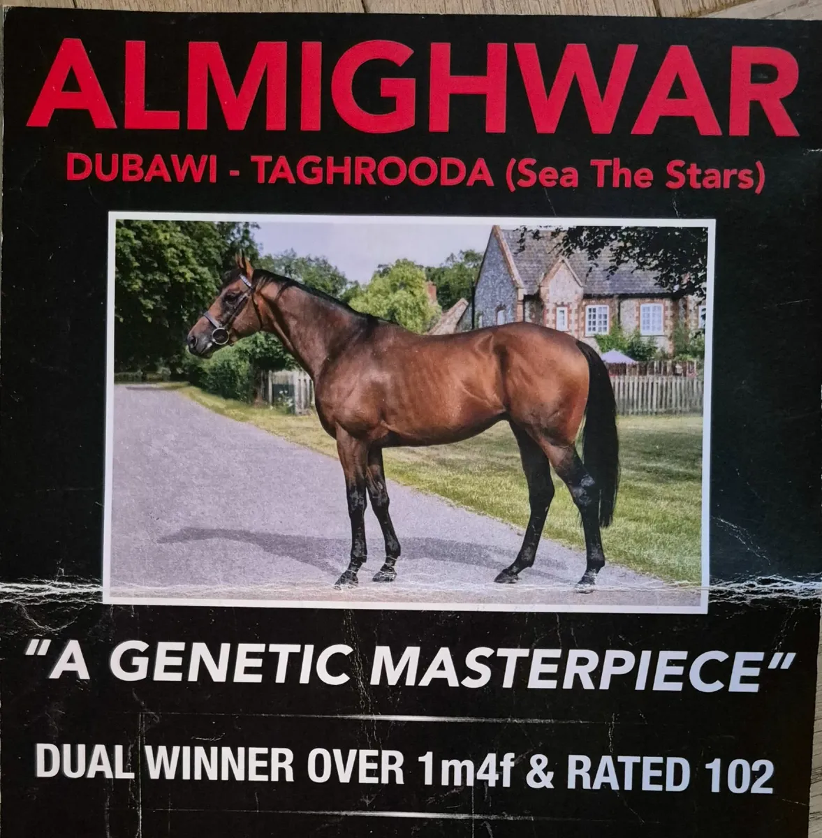 TB yearling Filly - Image 3