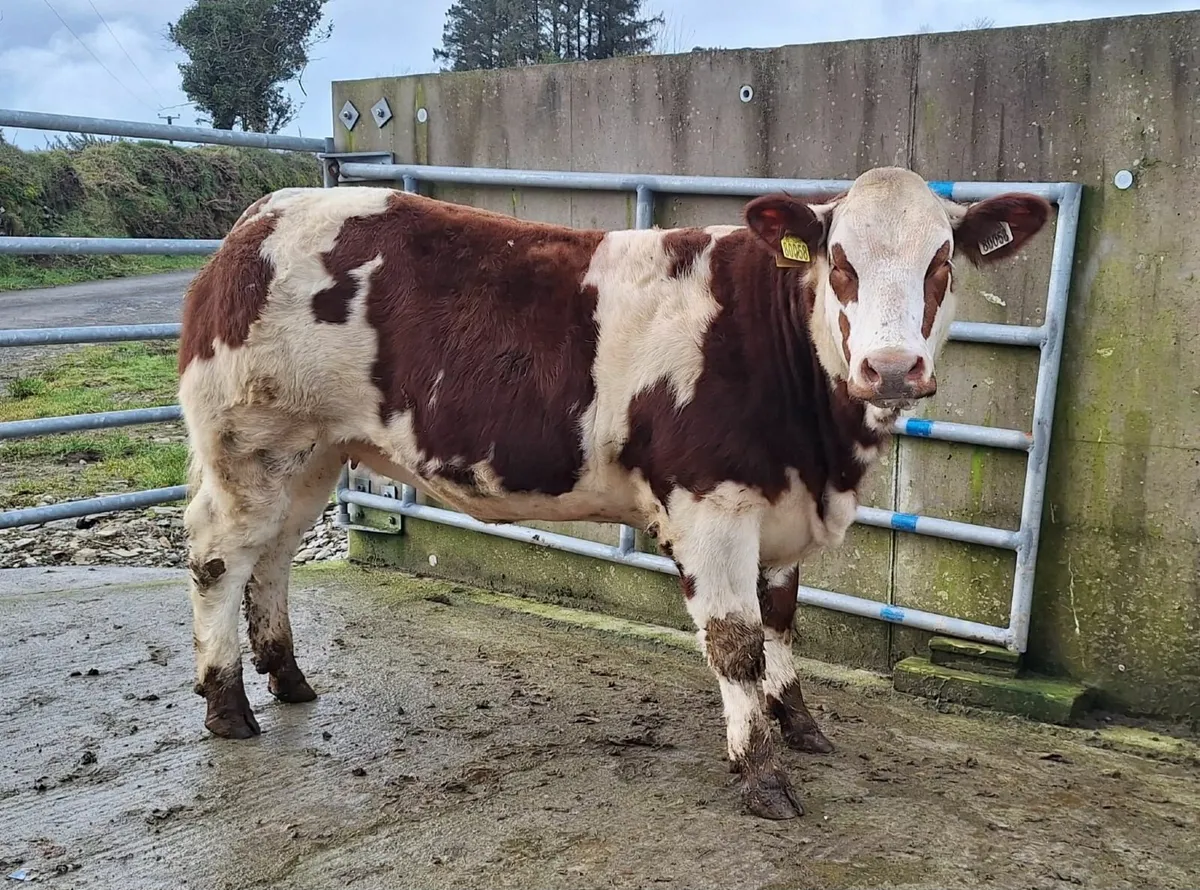 Show/Breeding Weanling Heifers - Image 3