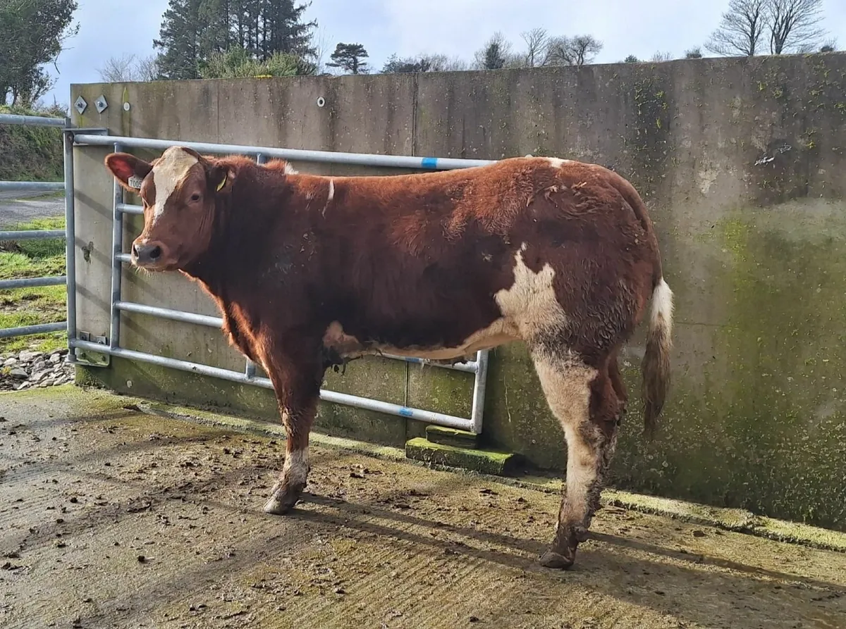 Show/Breeding Weanling Heifers - Image 1