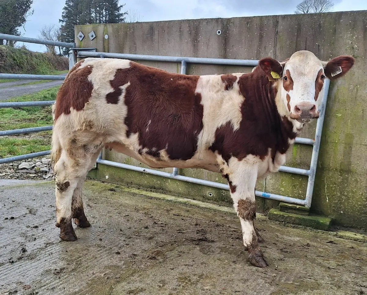 Show/Breeding Weanling Heifers - Image 4