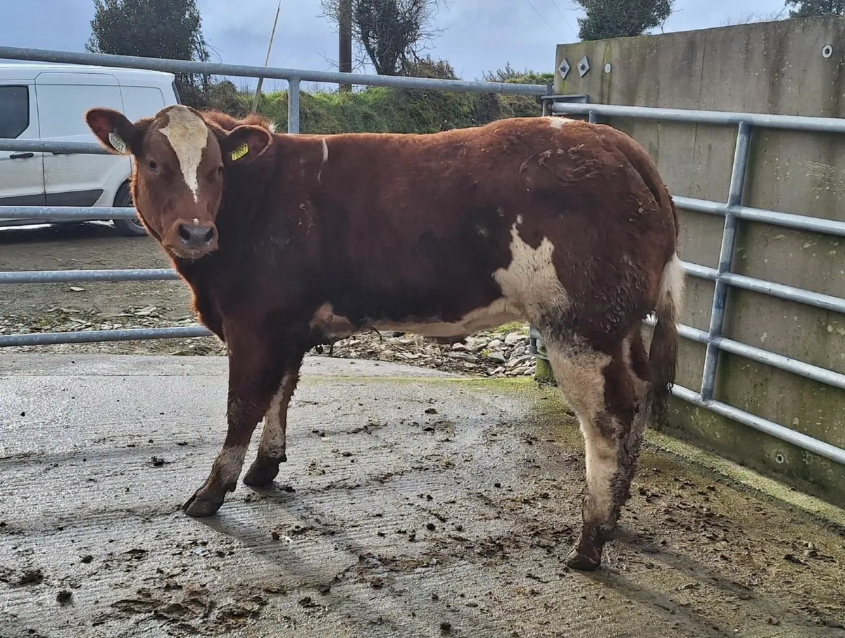 Show/Breeding Weanling Heifers - Image 2