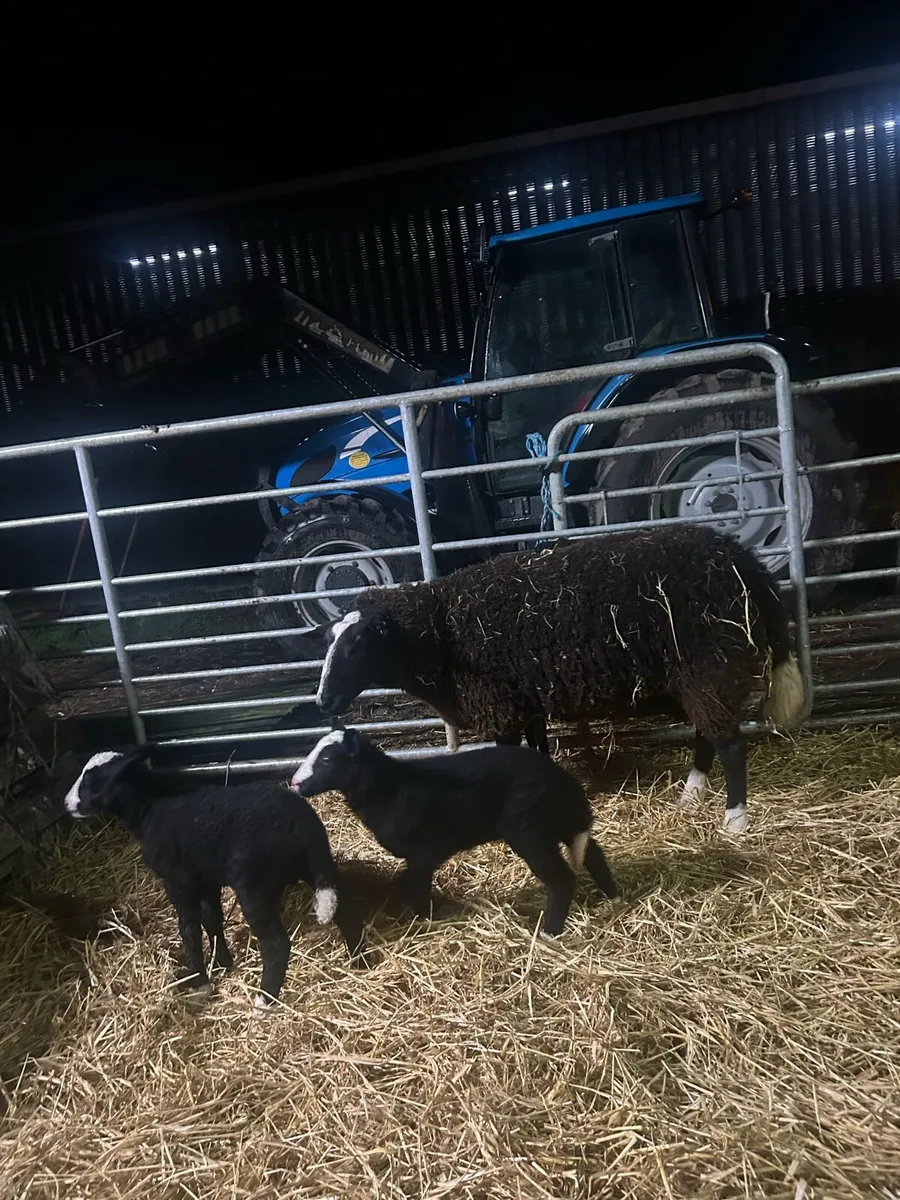 PBR Zwartble Ewe and two lambs - Image 1