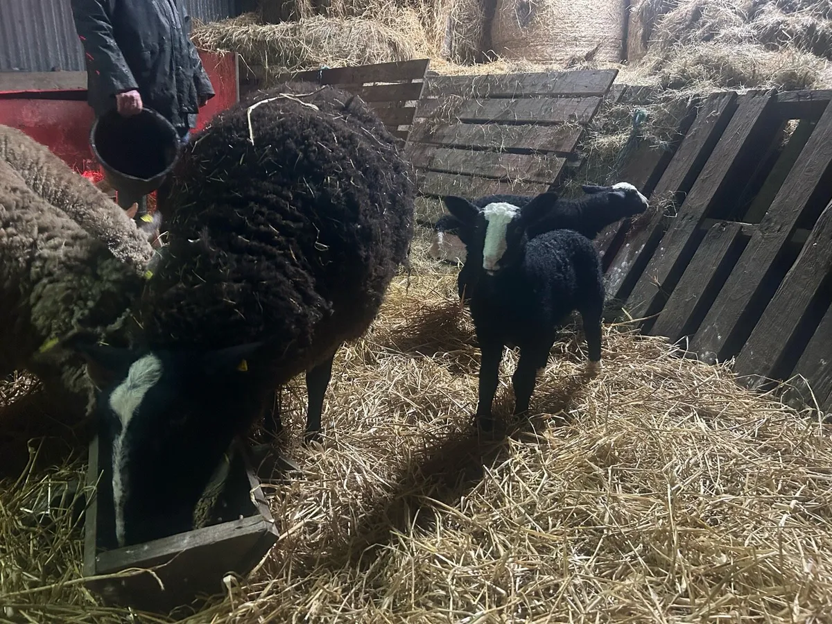 PBR Zwartble Ewe and two lambs - Image 2