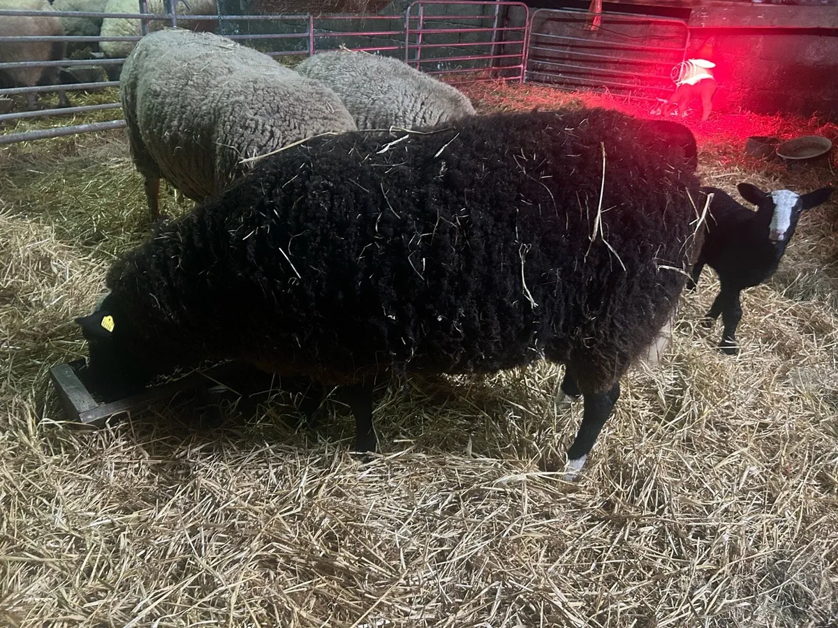 PBR Zwartble Ewe and two lambs - Image 3