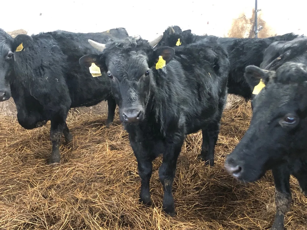 Organic Pedigree Kerry yearling bulls - Image 2