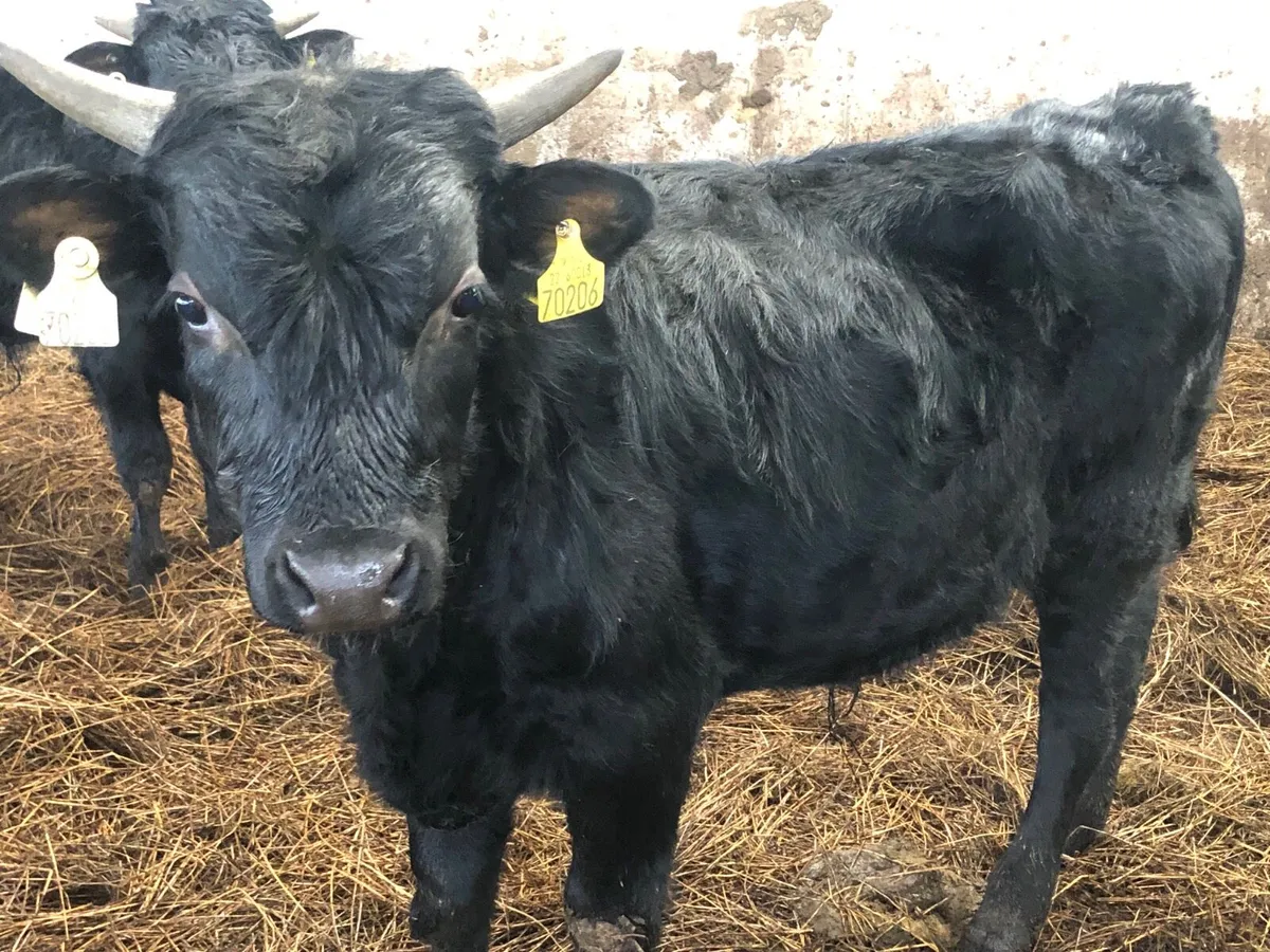 Organic Pedigree Kerry yearling bulls - Image 1