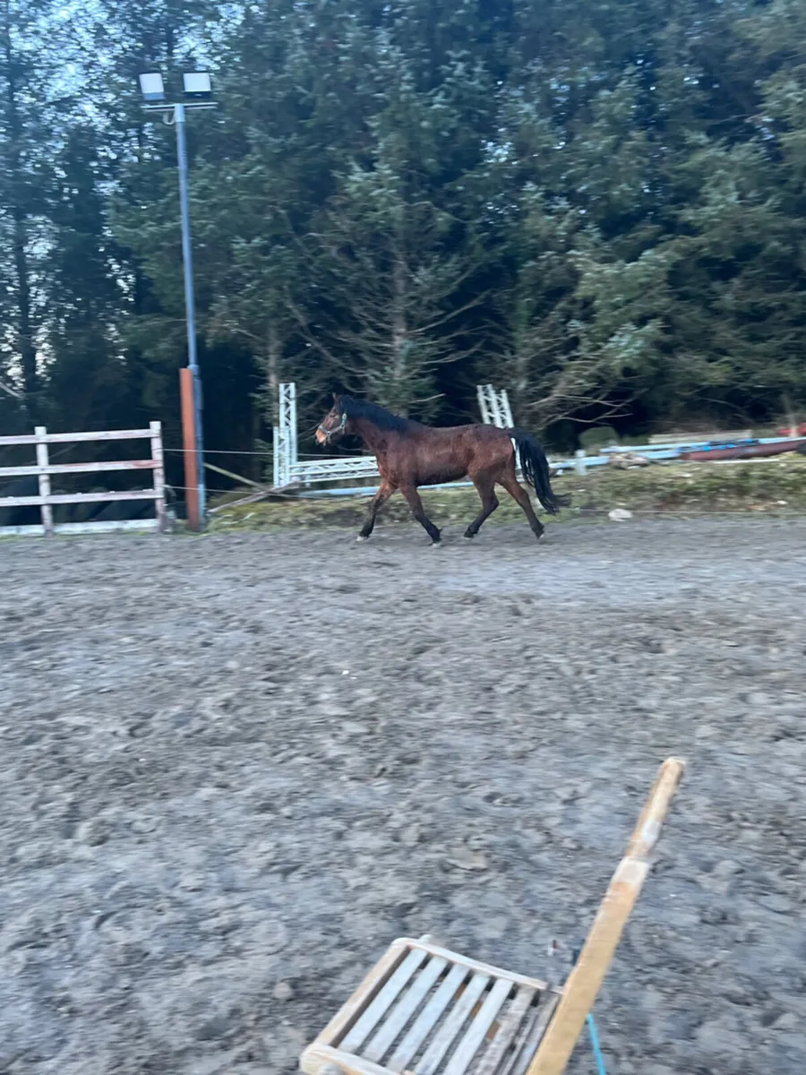 5yr old gelding - Image 3