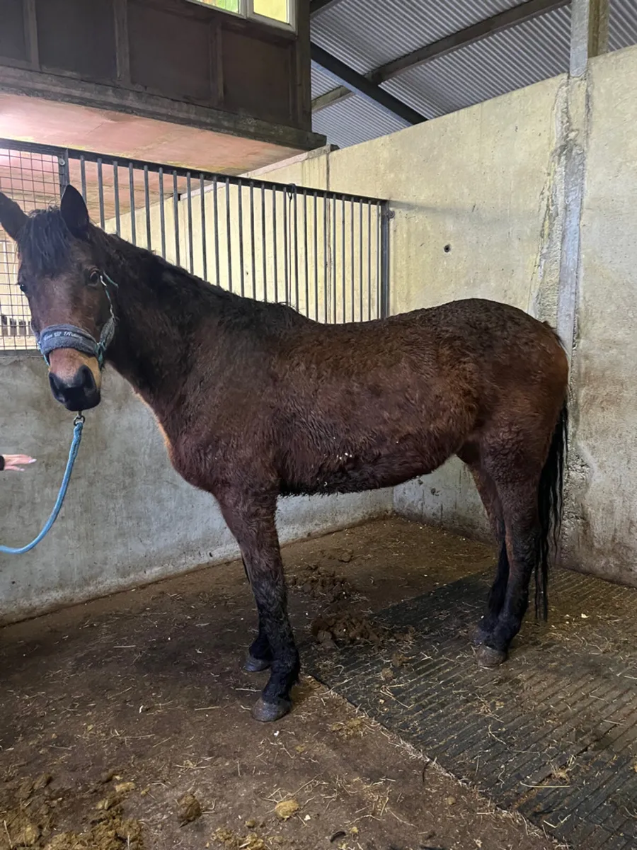 5yr old gelding - Image 4