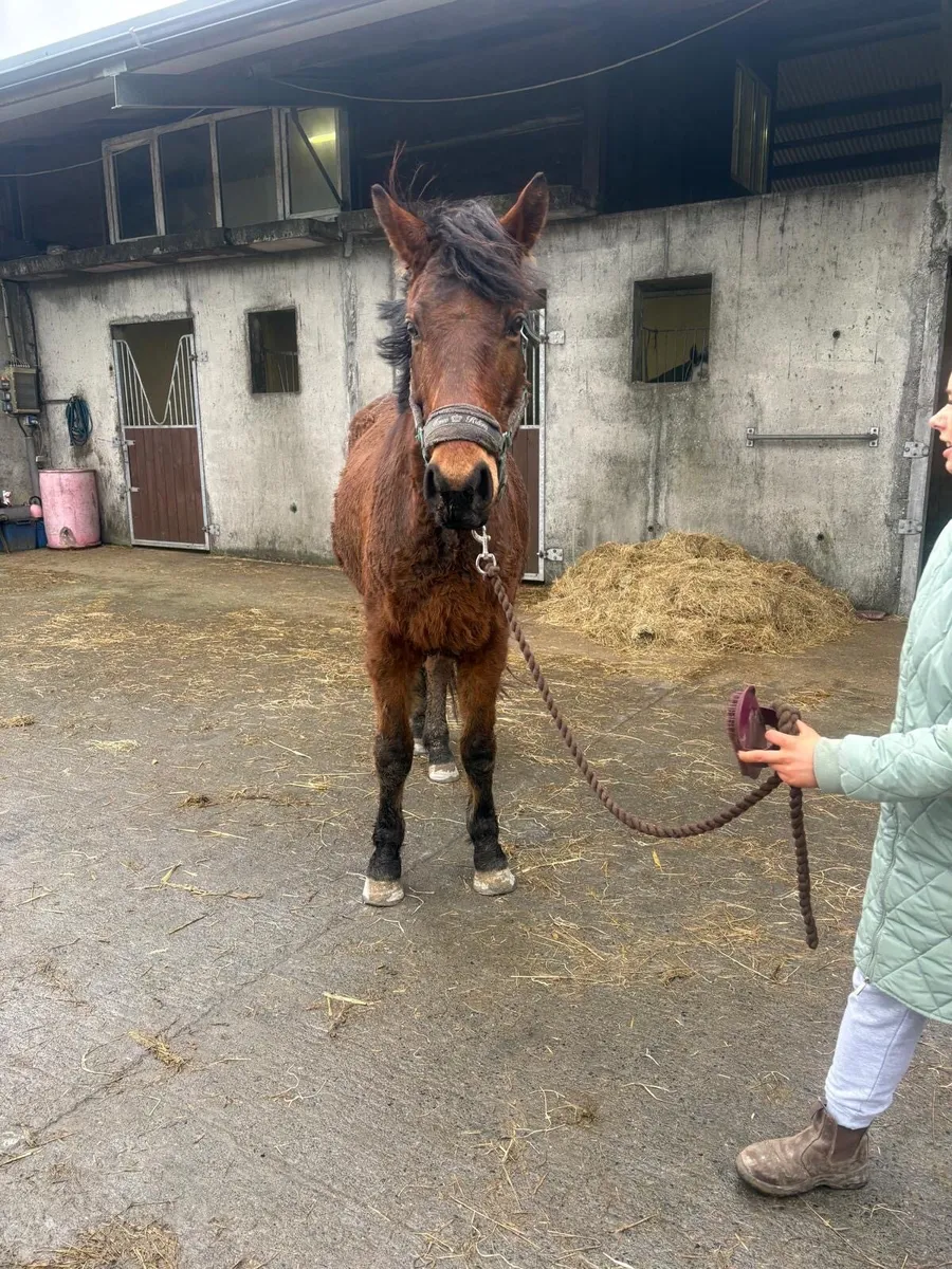 5yr old gelding - Image 2