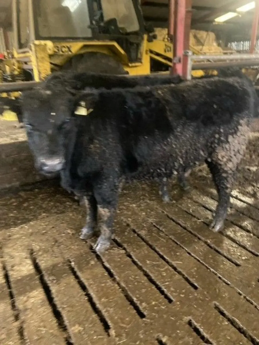 PBR Angus Bull - Image 1