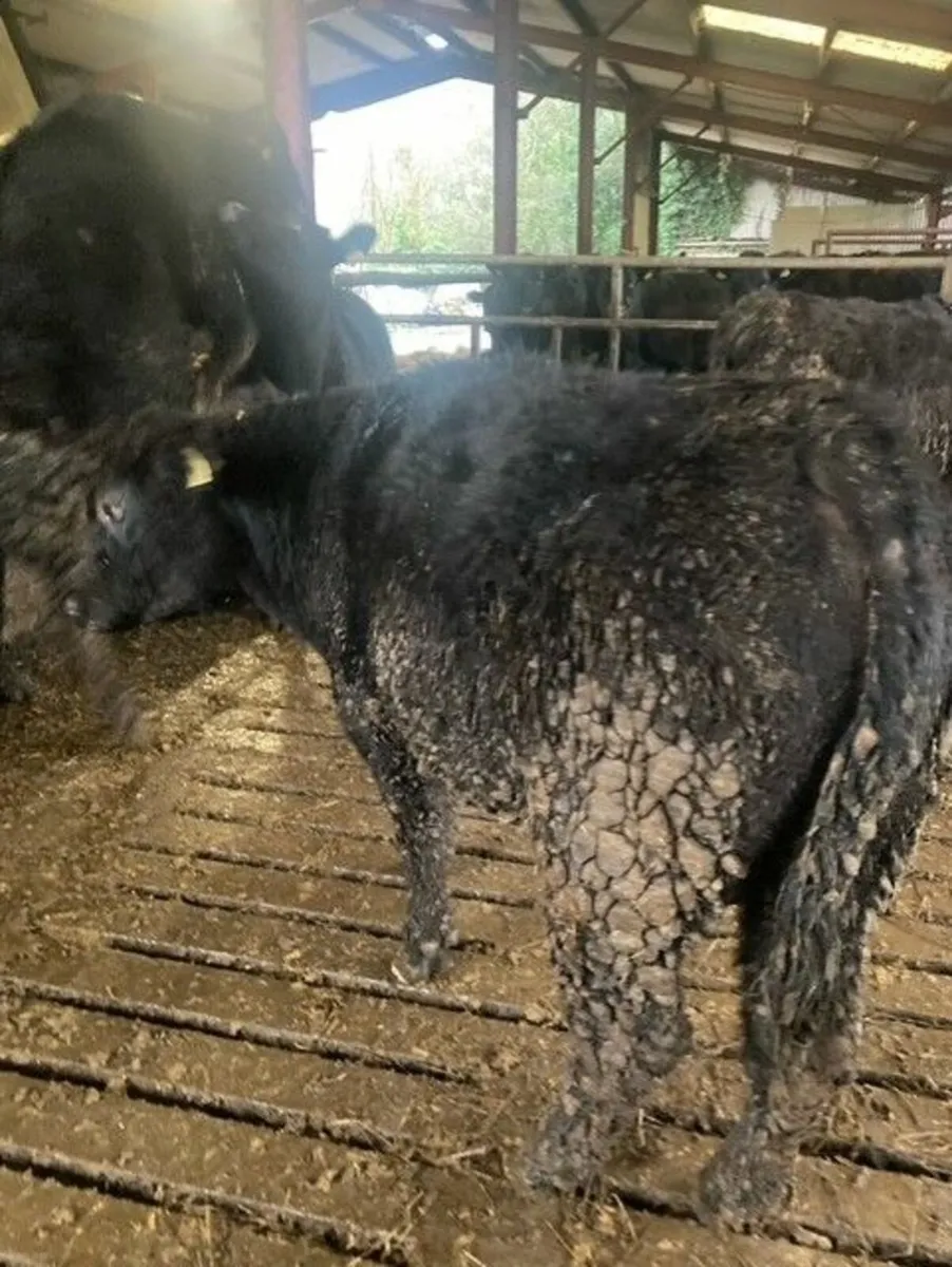 PBR Angus Bull - Image 2