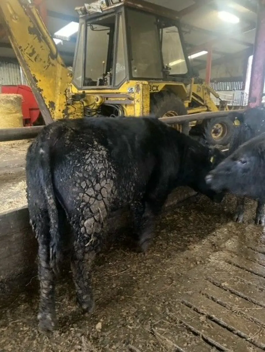 PBR Angus Bull - Image 3