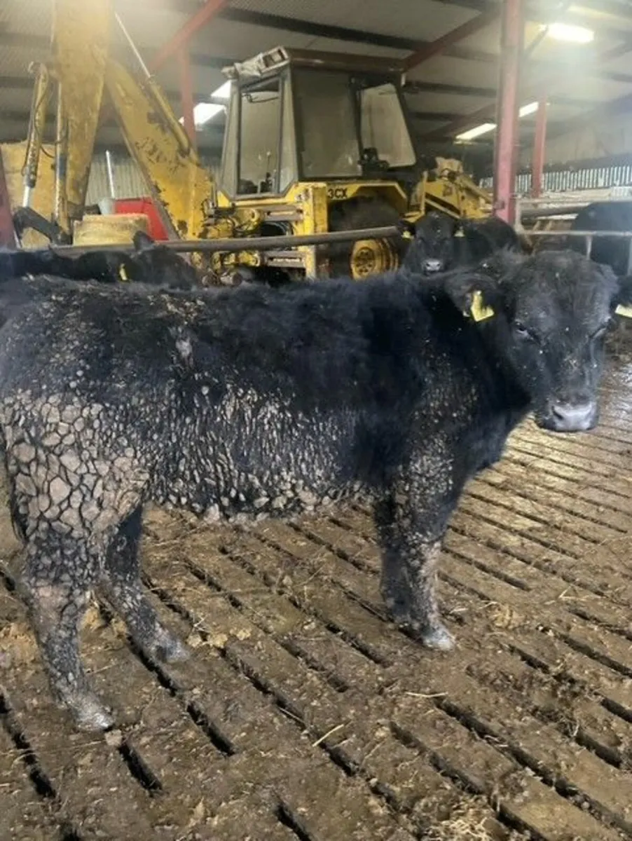 PBR Angus Bull - Image 4