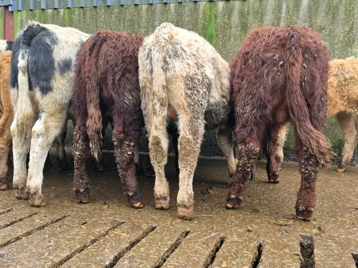 10 Super Bull Weanlings - Image 1