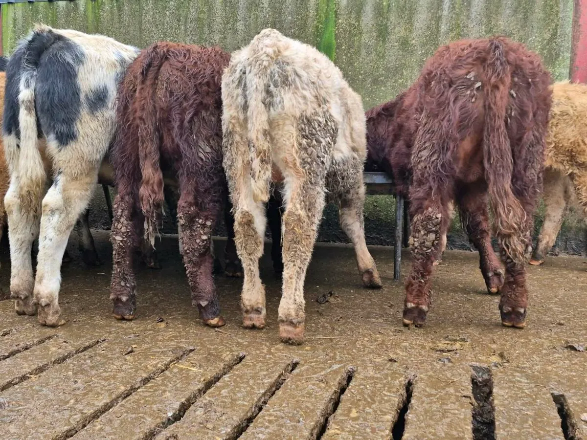 10 Super Bull Weanlings - Image 2