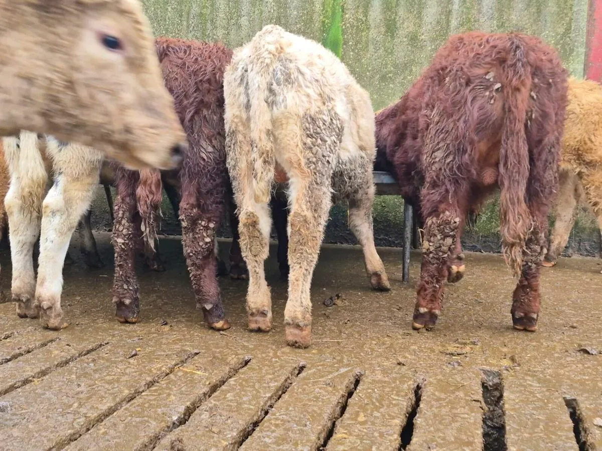 10 Super Bull Weanlings - Image 4