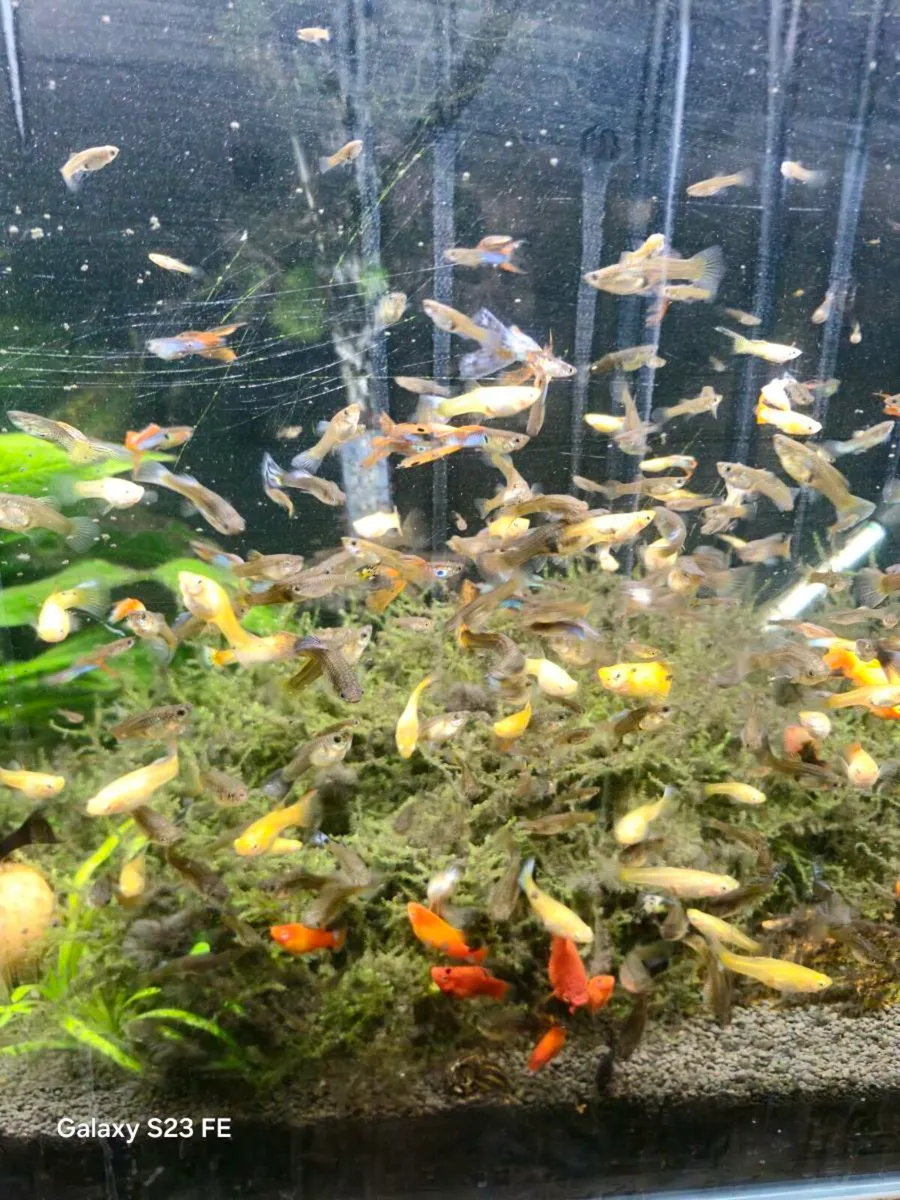 Tropical fish - Image 1