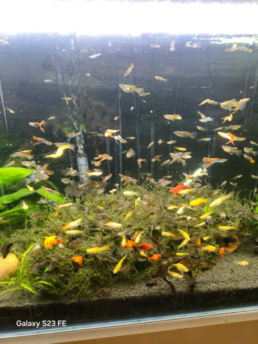 Tropical fish - Image 2