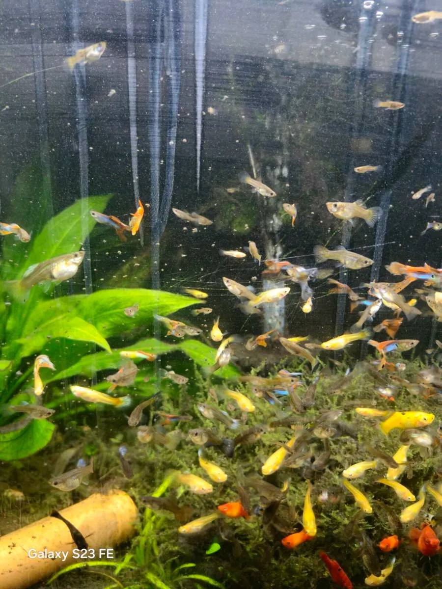 Tropical fish - Image 4