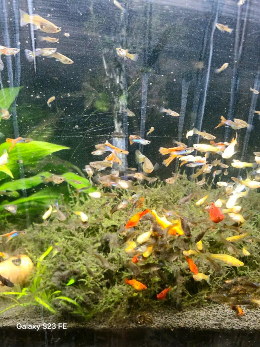 Tropical fish - Image 3