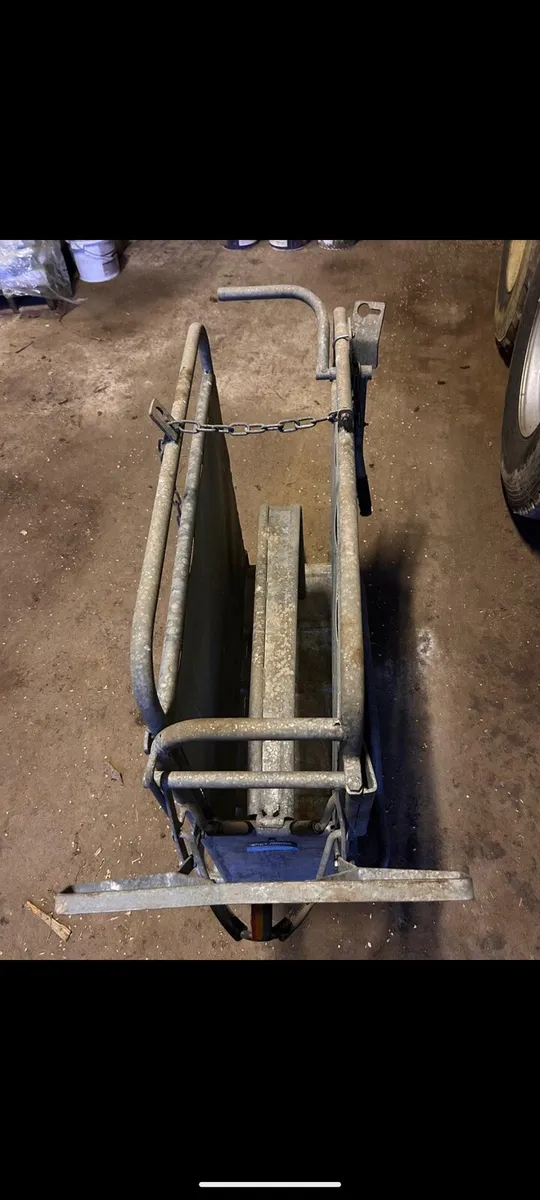 Dehorning Crate for calves - Image 4