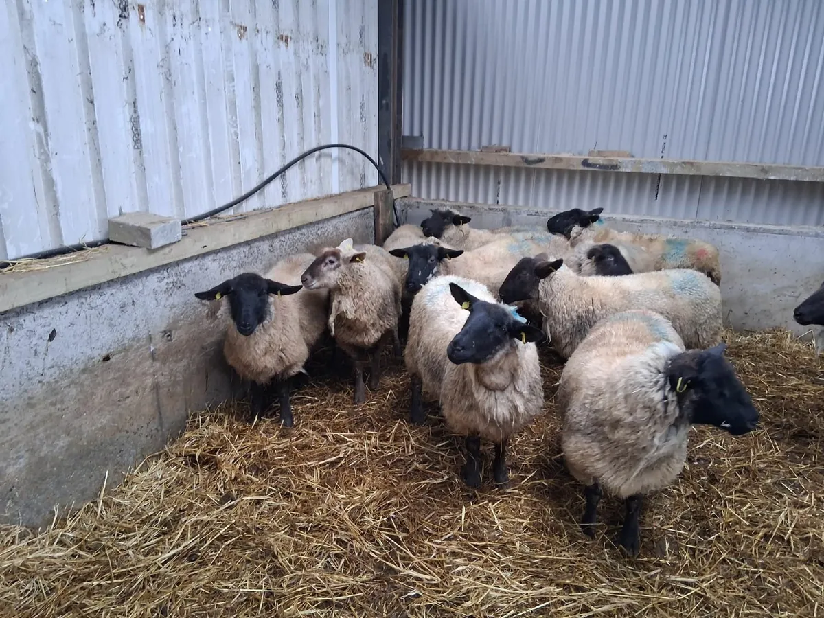 Ewe lambs - Image 3