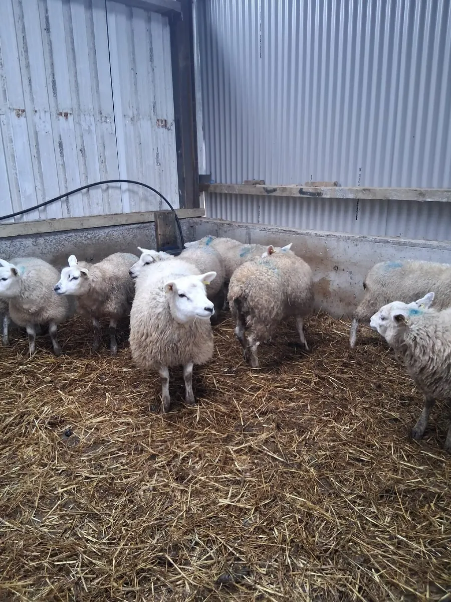 Ewe lambs - Image 4