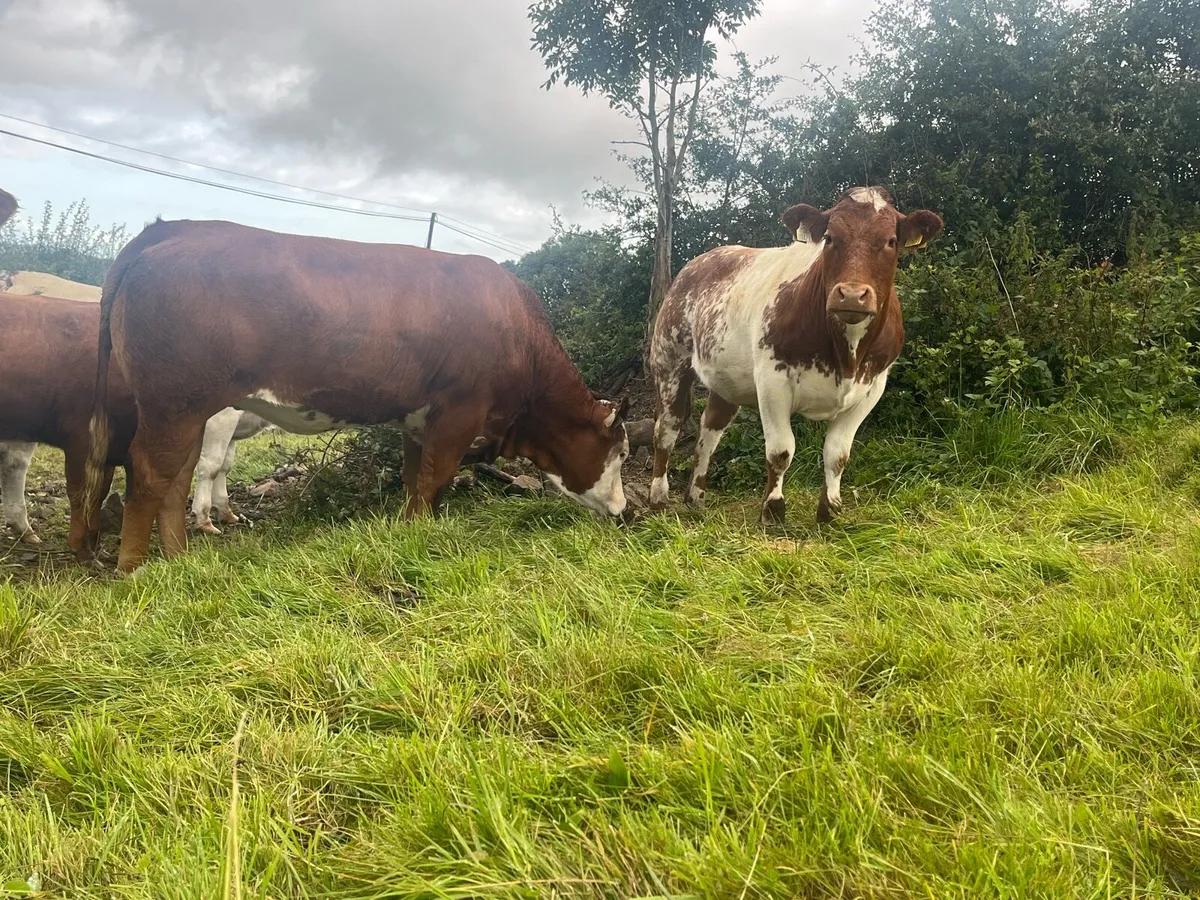 You Calve The Cows, We Handle The Audit - Image 2