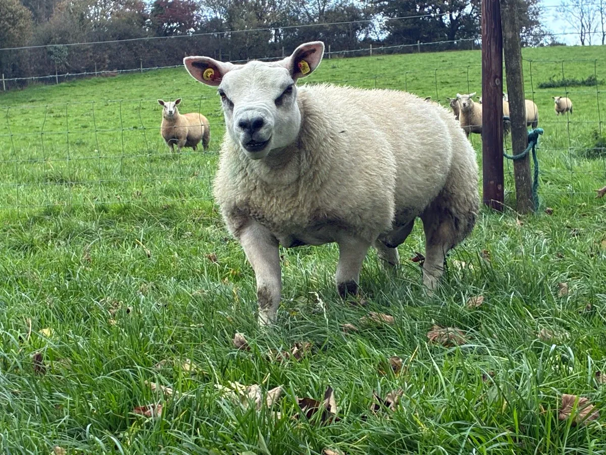 You Calve The Cows, We Handle The Audit - Image 3