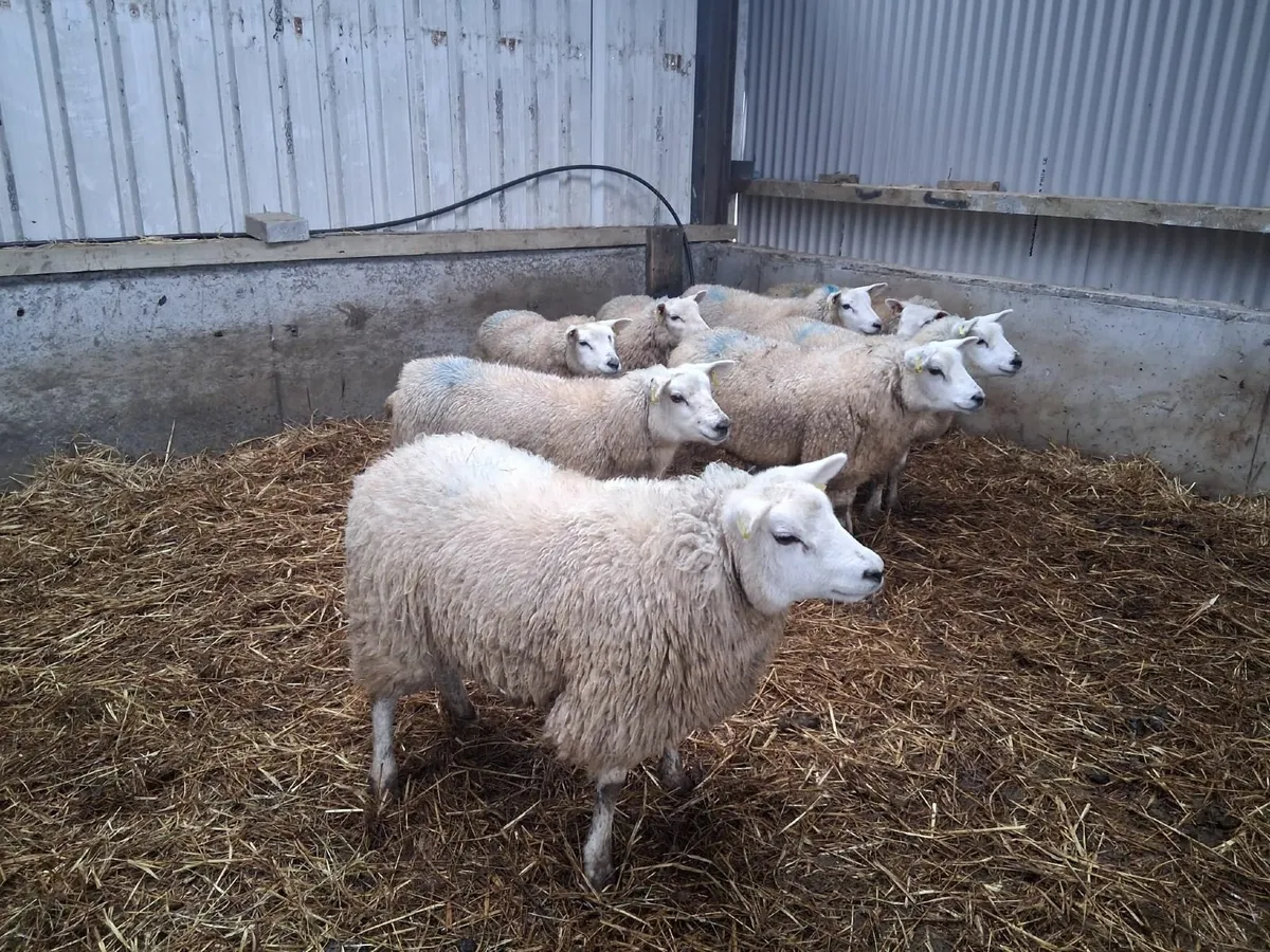Ewe lambs - Image 2