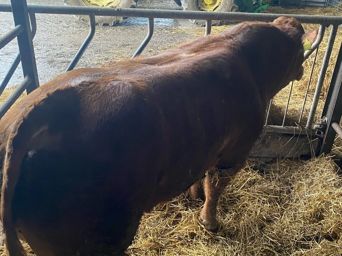 Limousion bull - Image 4